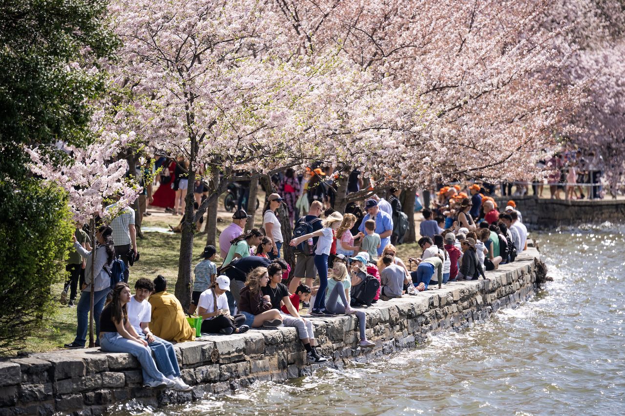 Visitors crowd around the cherry blossoms in the Tidal Basin DC