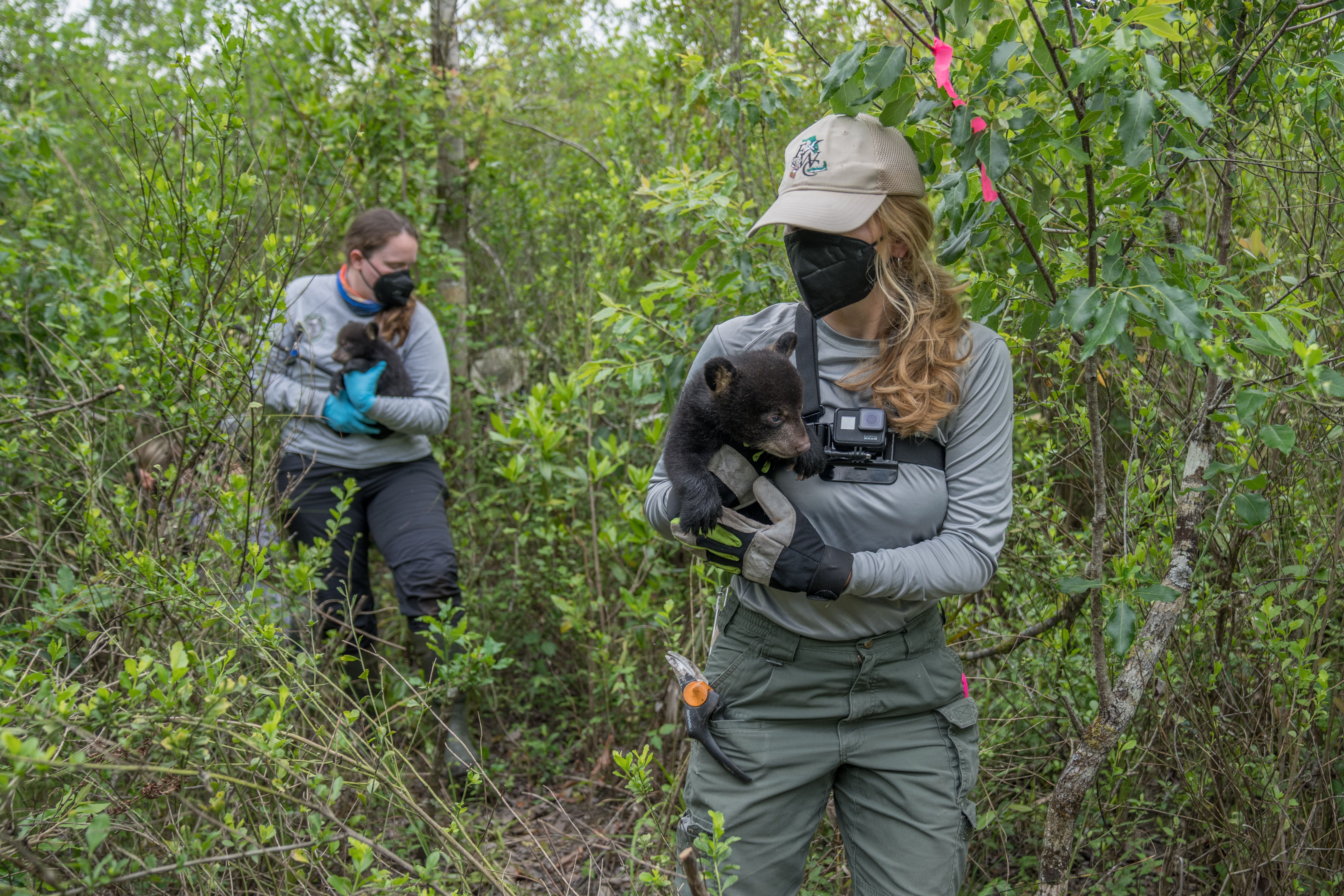 Florida Fish & Wildlife Conservation Commission biologists Darcy Doran-Myers and Shelby Shiver carry Florida black bear cubs a short distance from their den in Florida Panther National Wildlife Refuge to a clearing where they had space to study and record measurements for the cubs