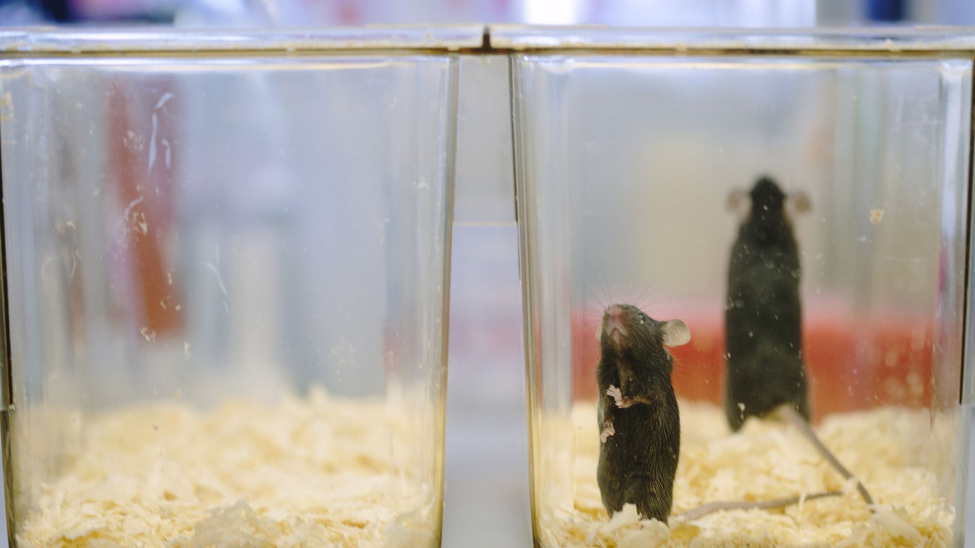 In this image, two mice stand in a clear plastic container with hay on the bottom.