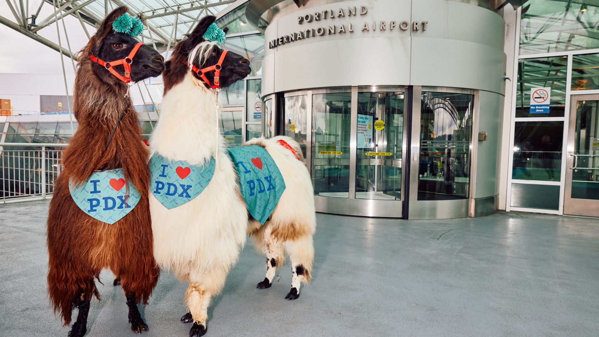 Two llamas stand outside of the Portland International Airport terminal wearing sighs that say "I (heart) PDX."