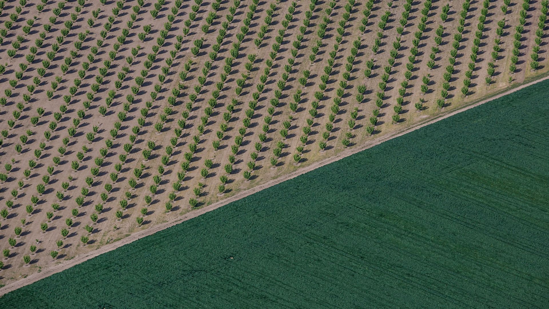 An aerial view of a field with neat diagonal rows of small green saplings on bare brown soil; a dirt path borders the bottom edge beside a green crop.