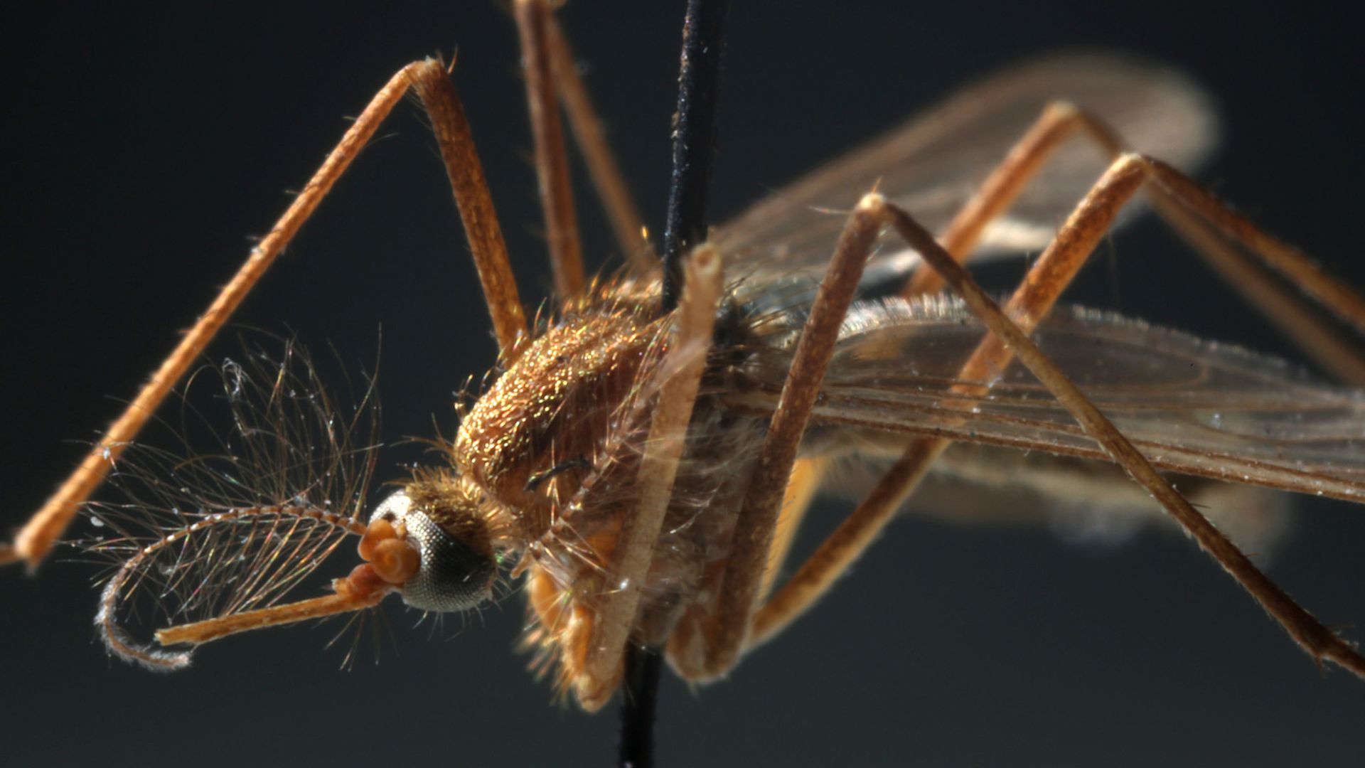 Photo of a closeup mosquito. 