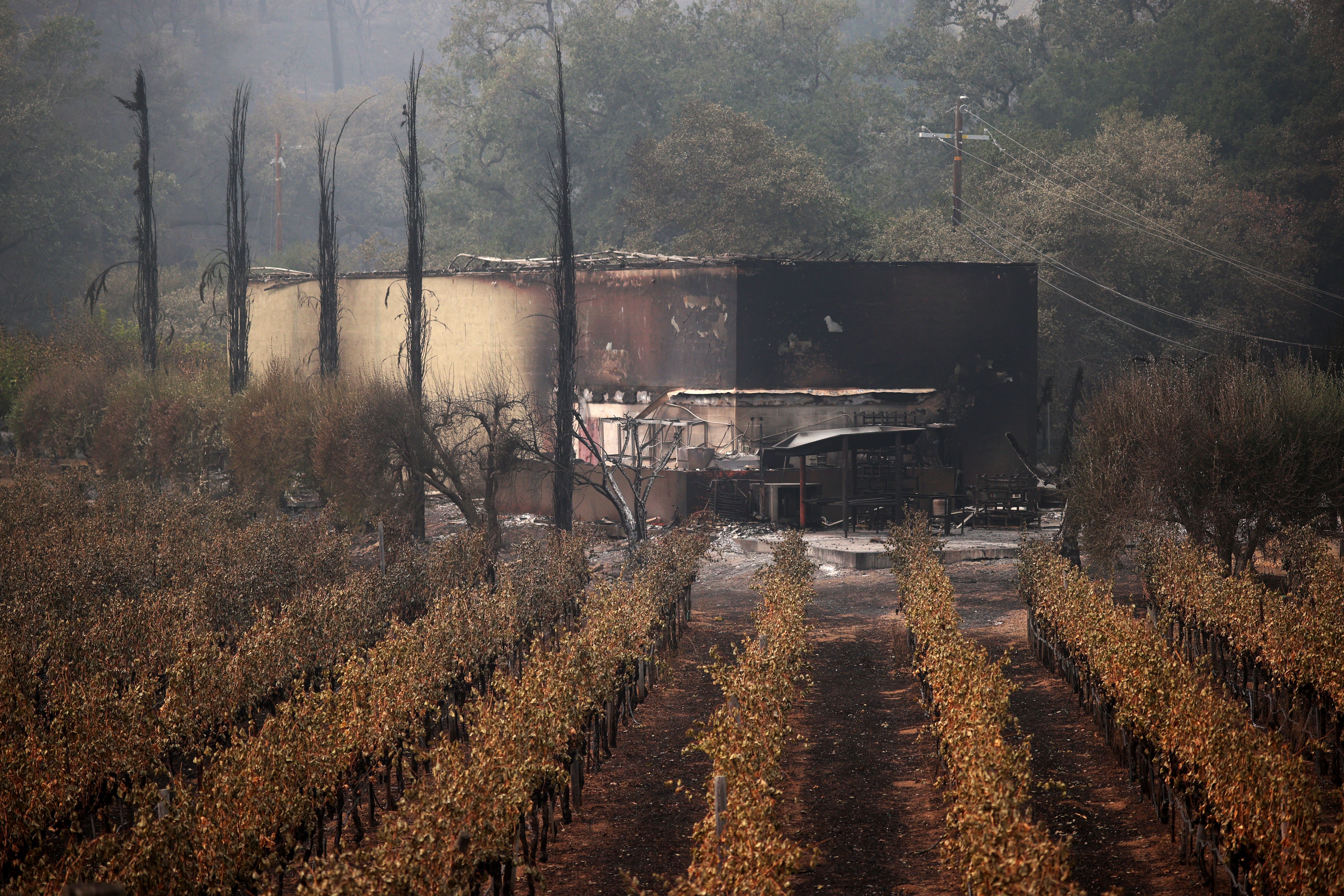 Rows of fire damaged grapevines lead to a damaged building at a vineyard on September 30