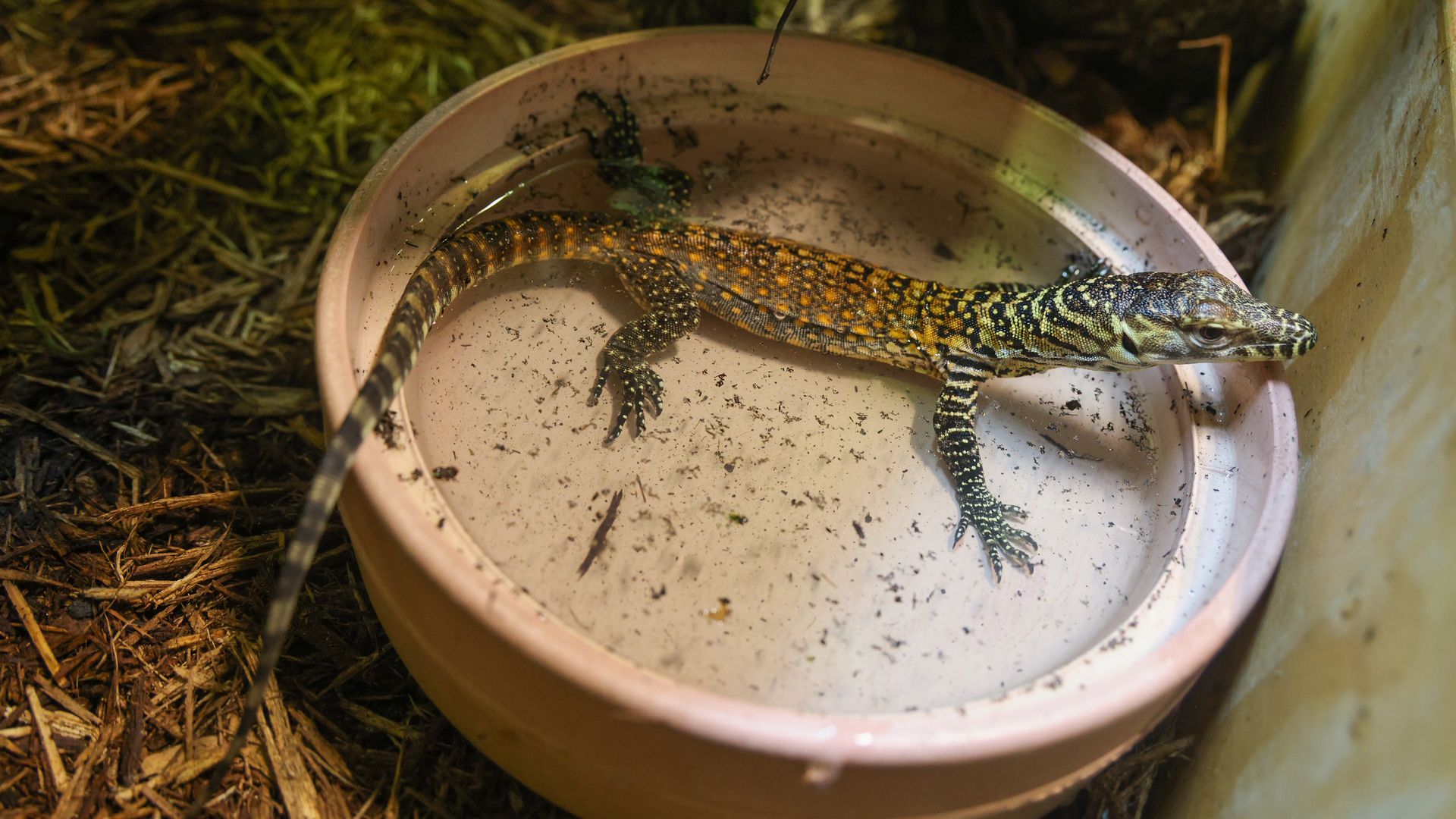 A lizard lounging in a water dish.