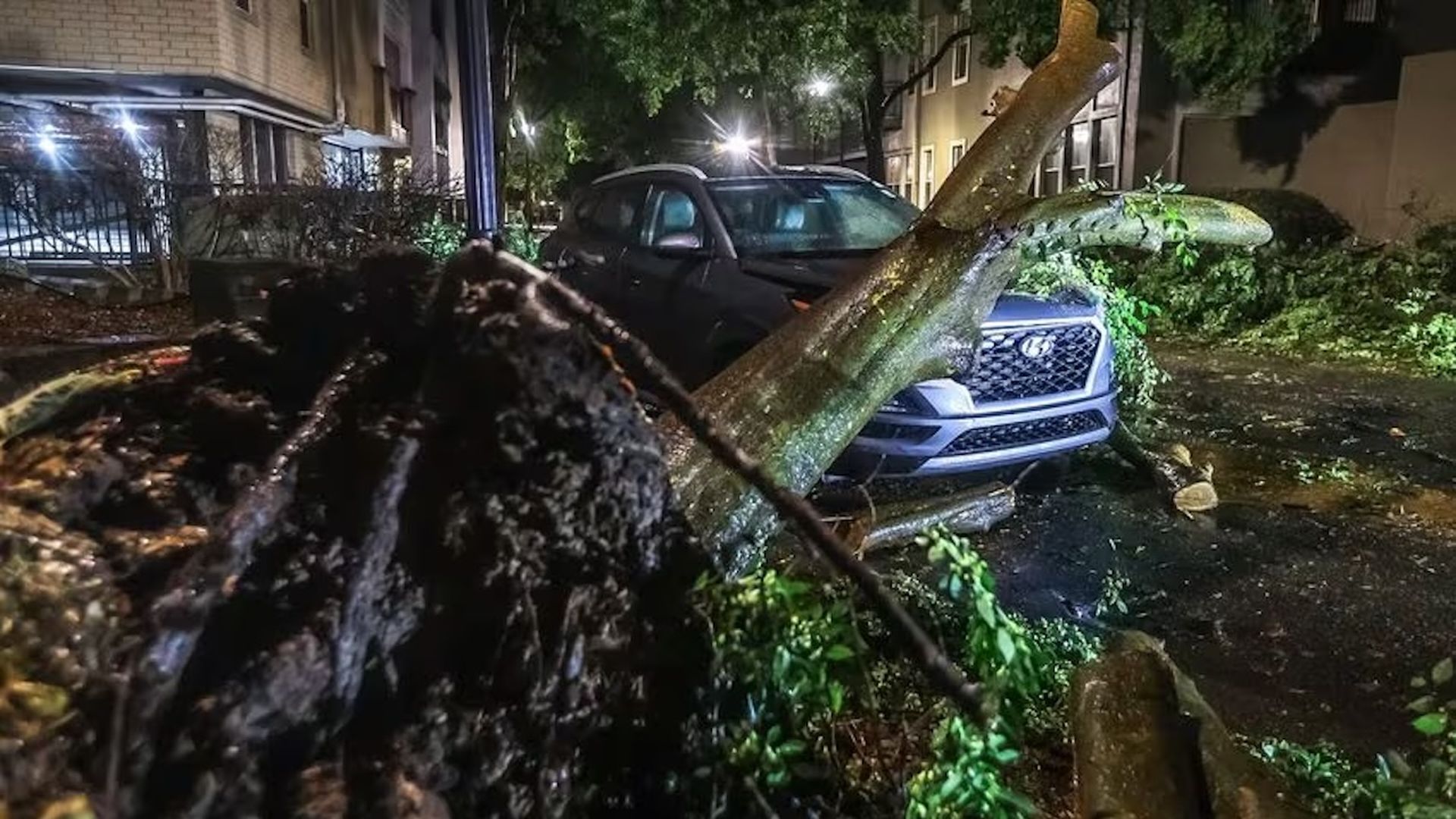 tree down on car