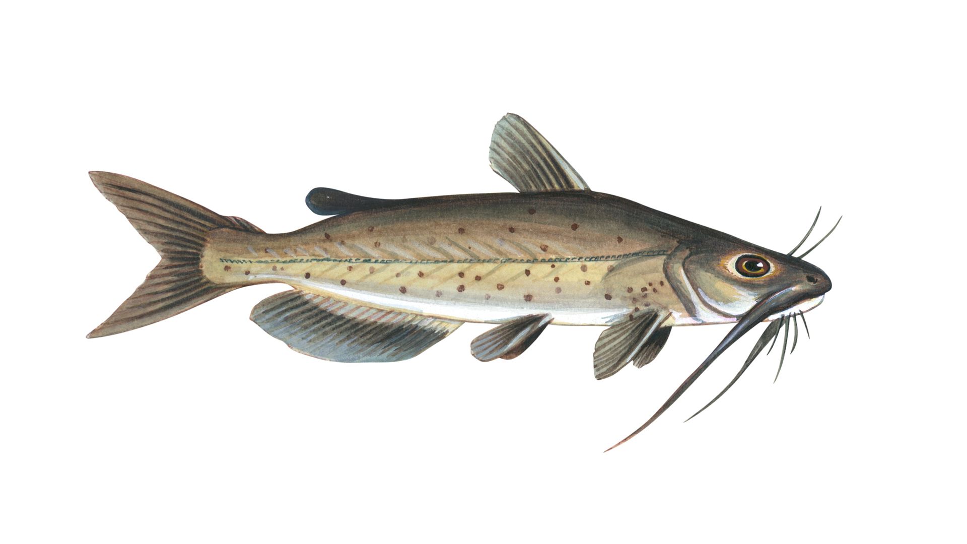 A photo of a catfish