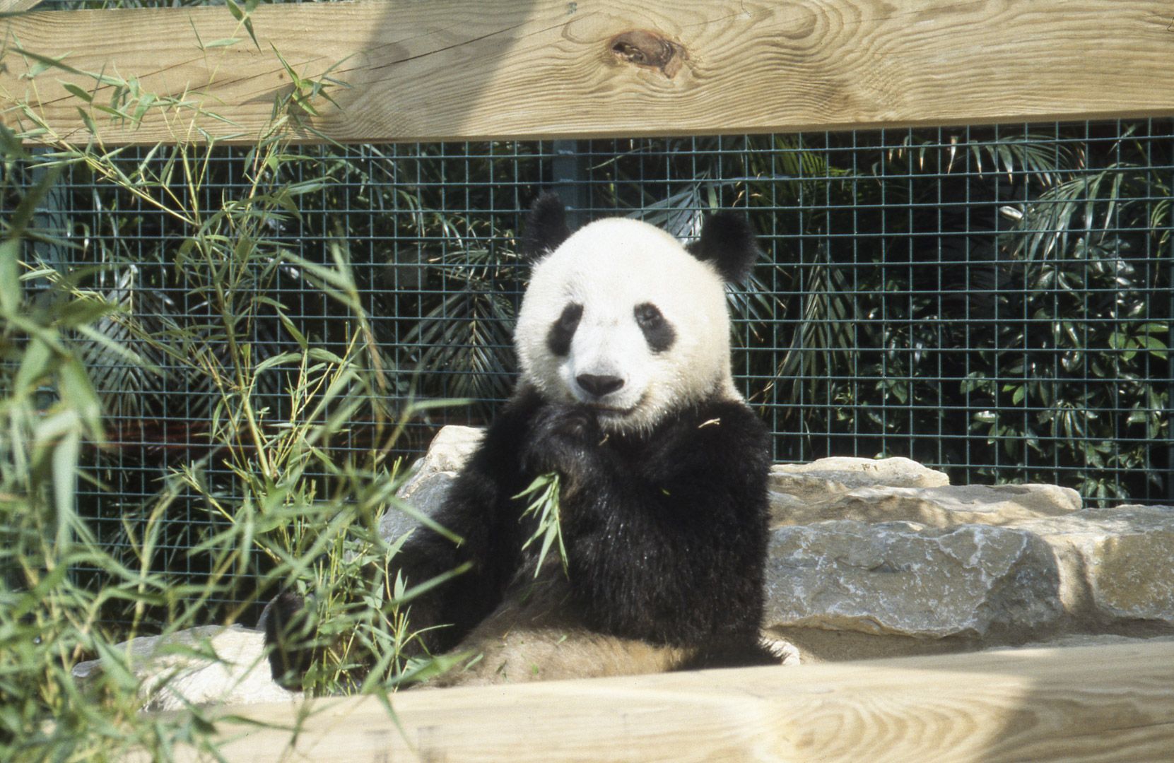 A look back on when the Columbus Zoo had pandas on display in 1992