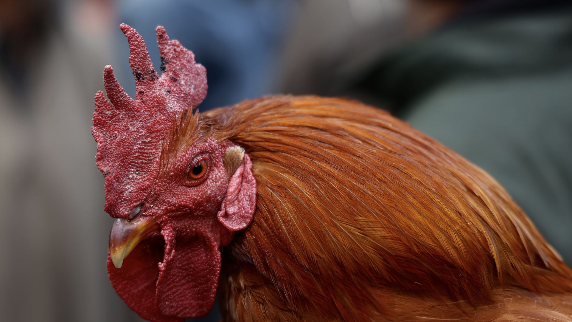 A photo of a rooster