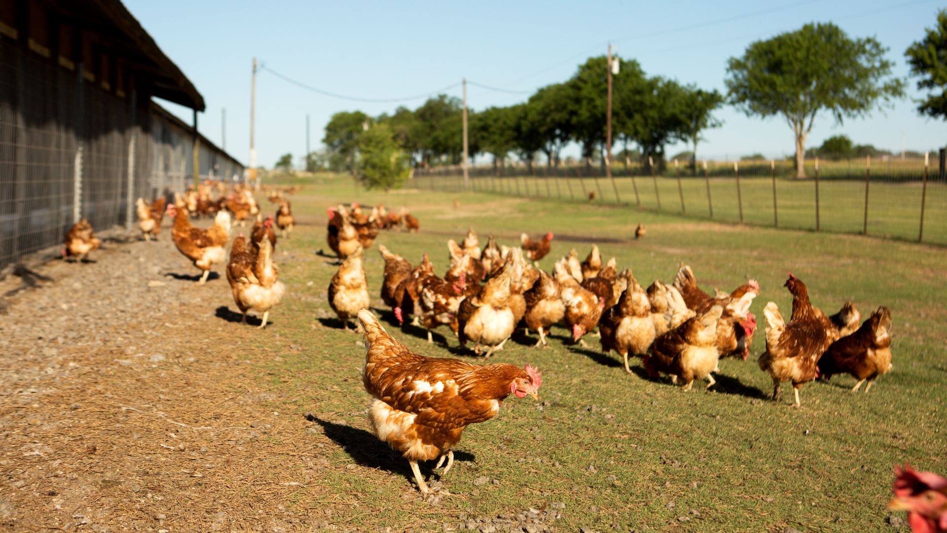 Adorable chickens peck across an open field.