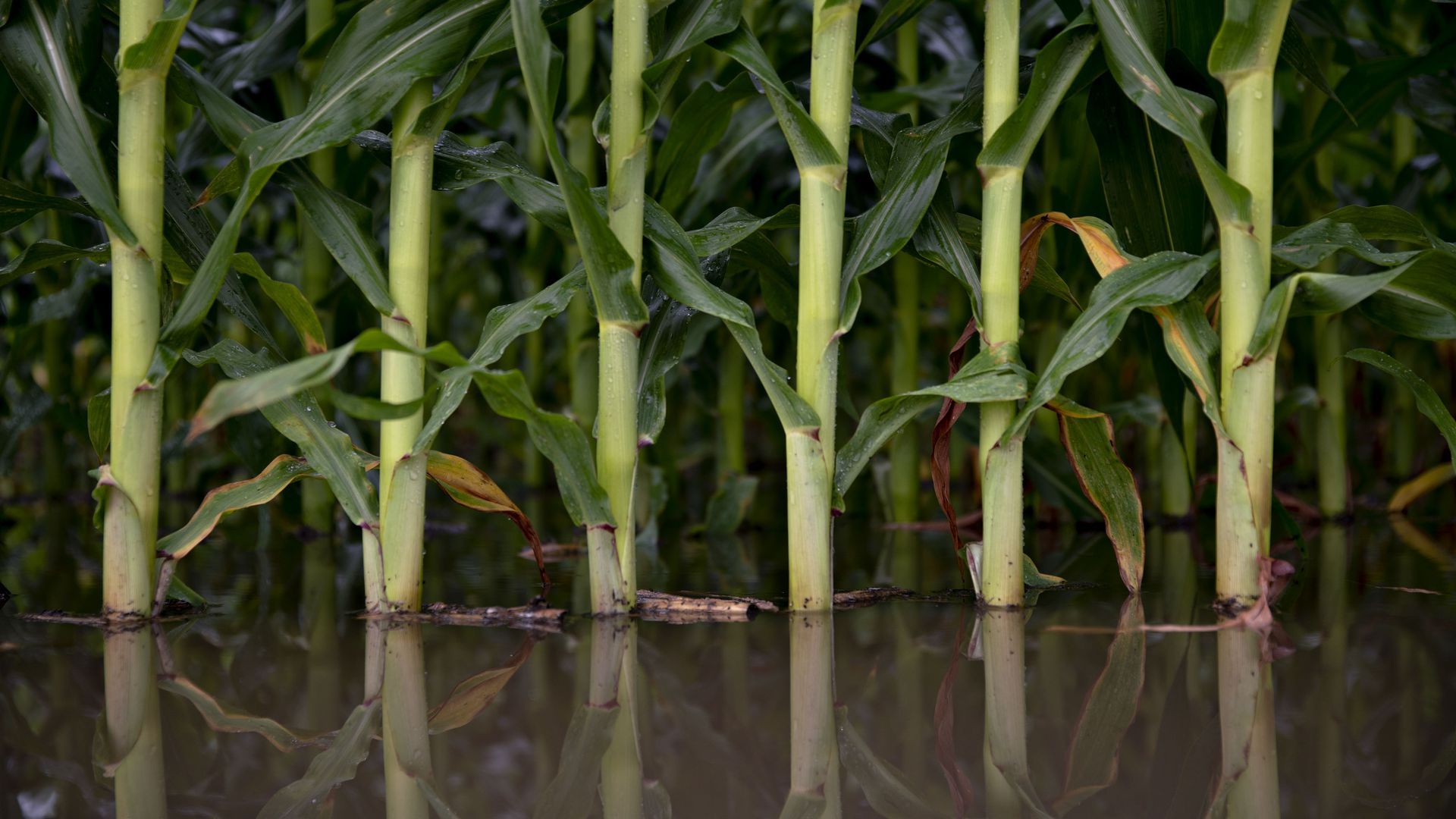 Standing water surrounds corn plants. 