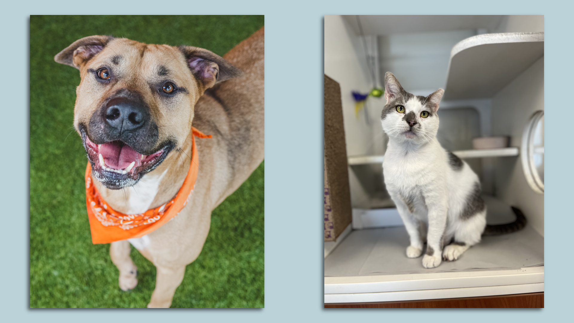 A side by side photo of Patches the dog and Lucky the cat, who are living at Miami-Dade Animal Services and in need of adoption.