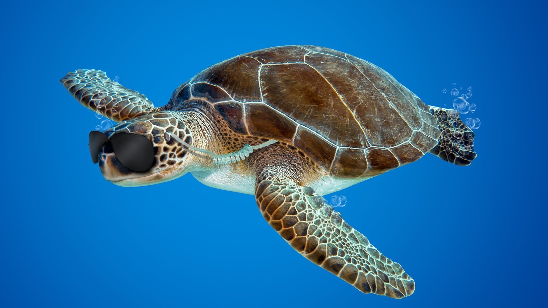 Illustration of a sea turtle wearing aviator sunglasses and wearing a security earpiece wire. 