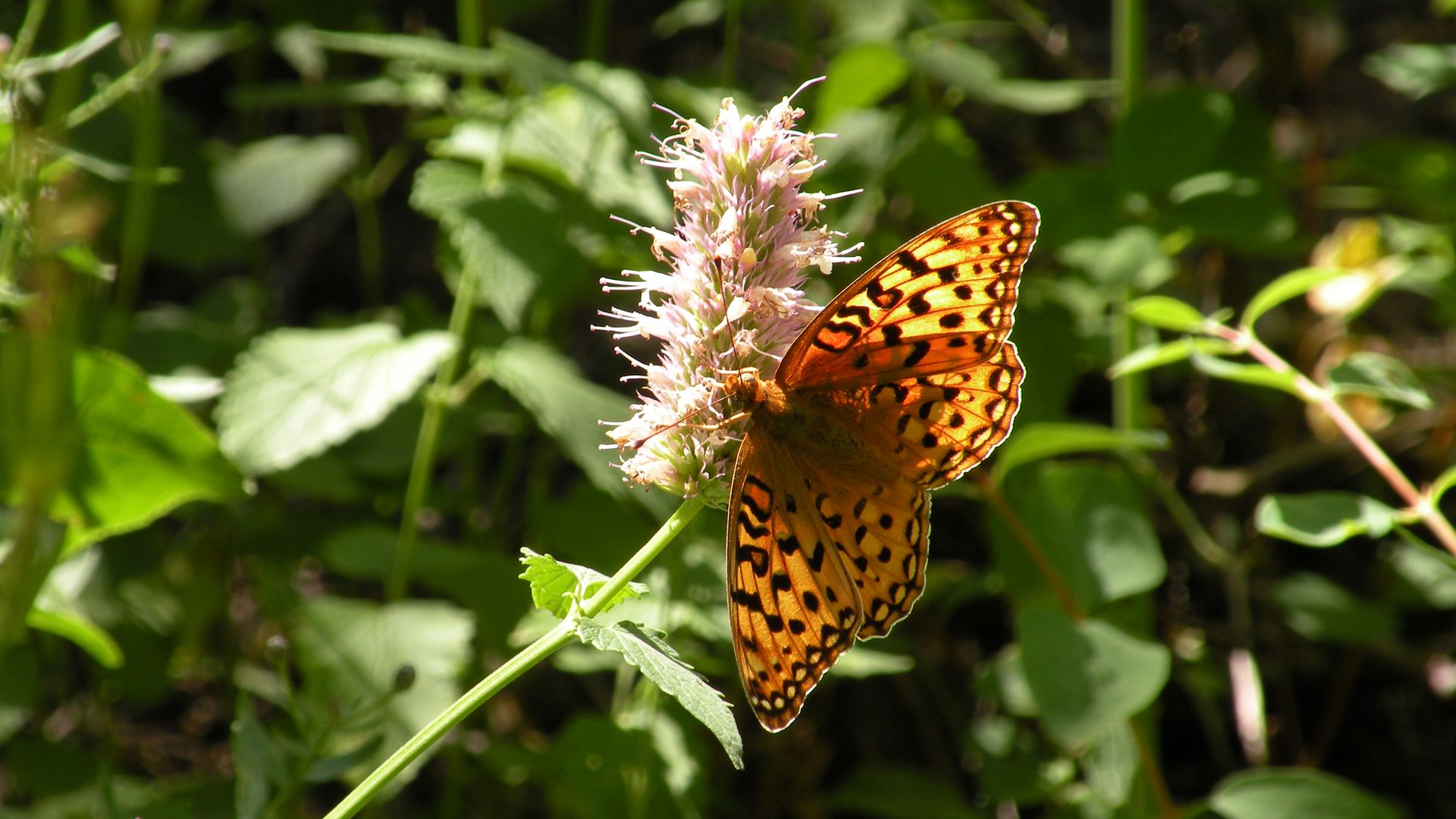 An orange and black butterfly alights on a flower.