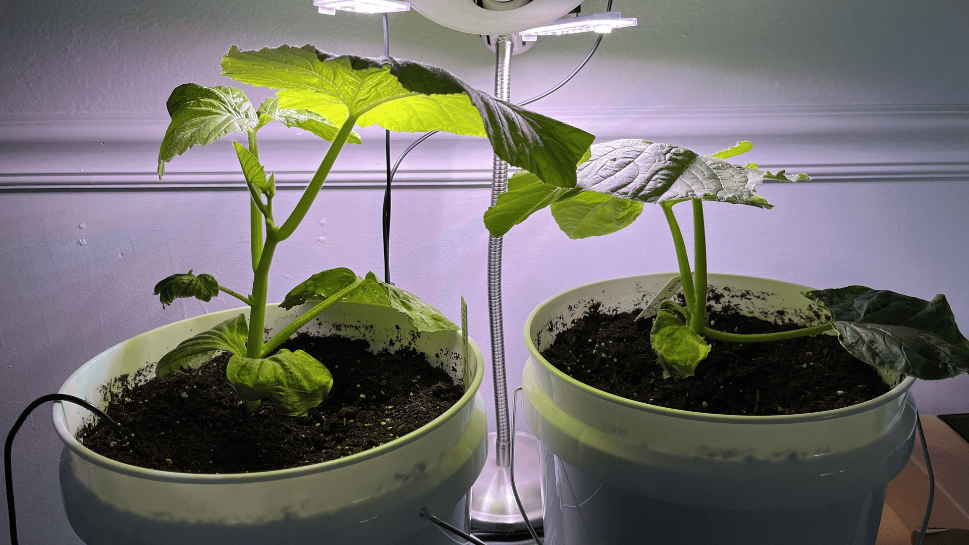 Two large green leafy plants grow in white pots under a bright grow light, against a pale purple wall; thick stems, dark soil, and an exposed metal support rod between the pots.