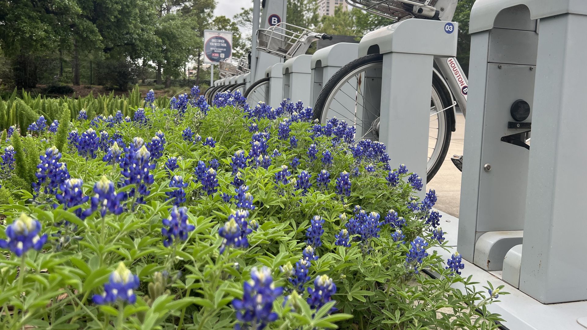 bluebonnets bloom next to a BCycle station 