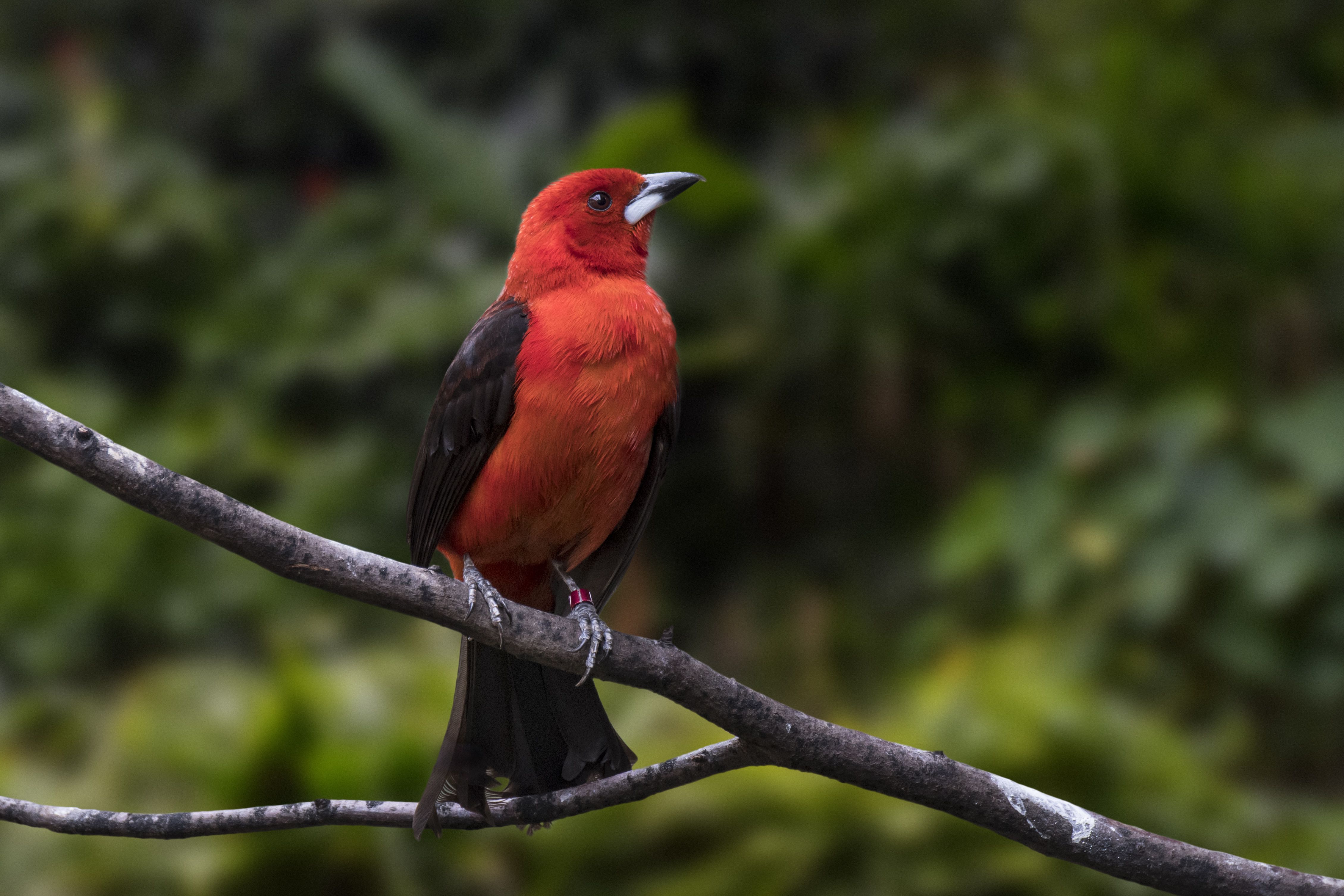 Photo of a red bird. 