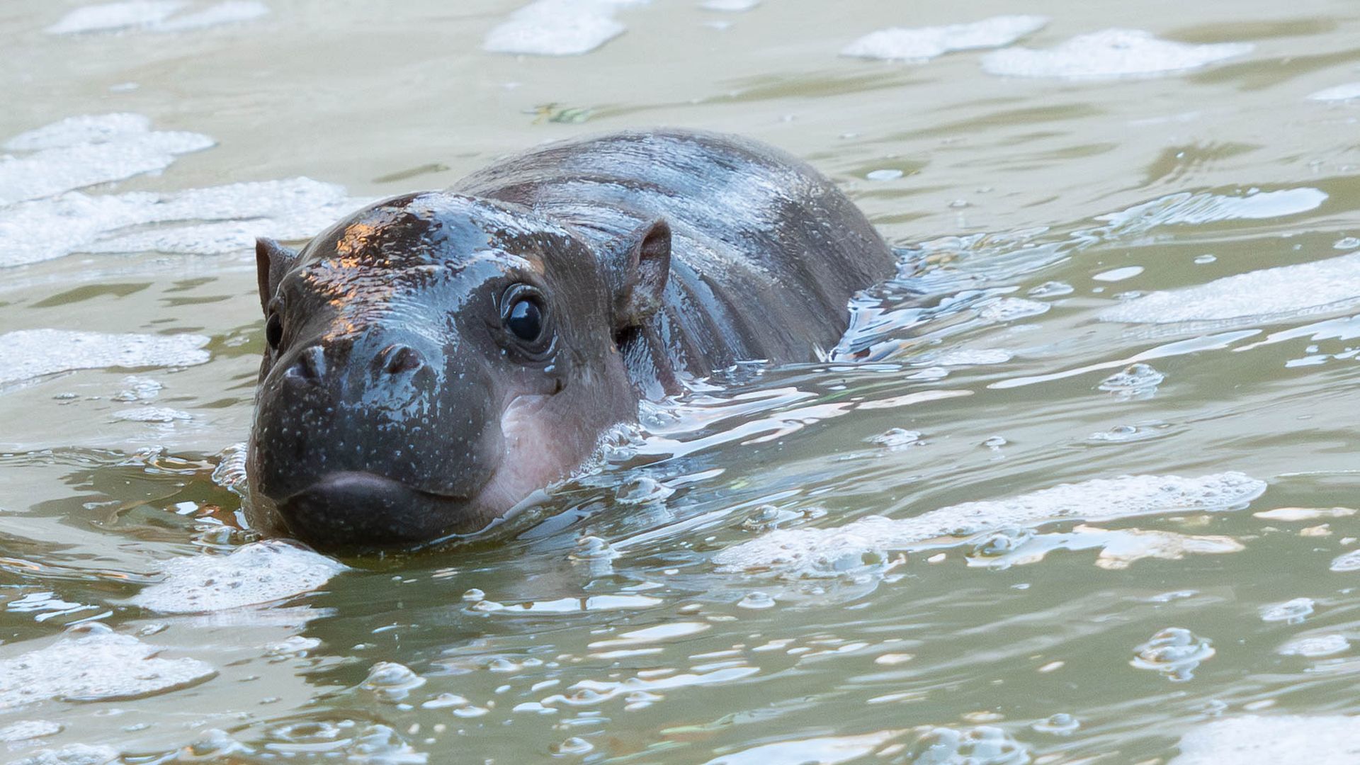 A dark gray baby hippo partially submerged in murky green water with bubbles and foam around its head and back.
