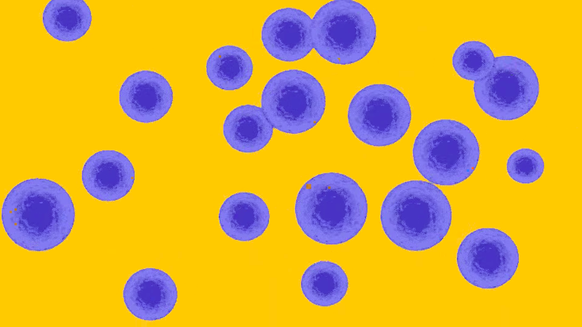 This illustration shows clusters of purple cells on a yellow background.