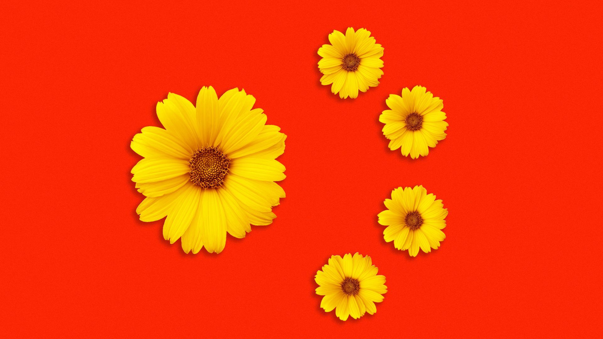 Illustration of the Chinese star arrangement made from flowers.