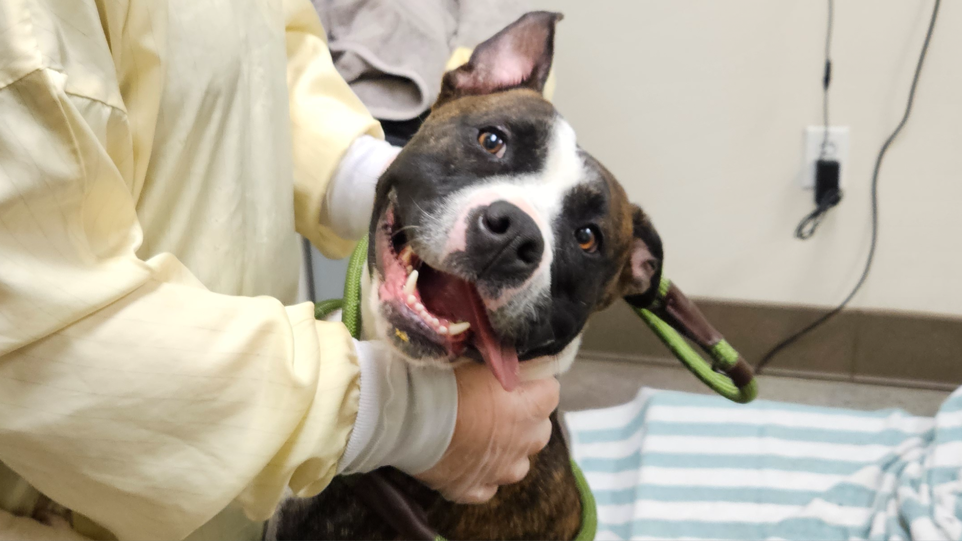 A bright eye brown and white dog is examined at the Seattle Humane shelter. 