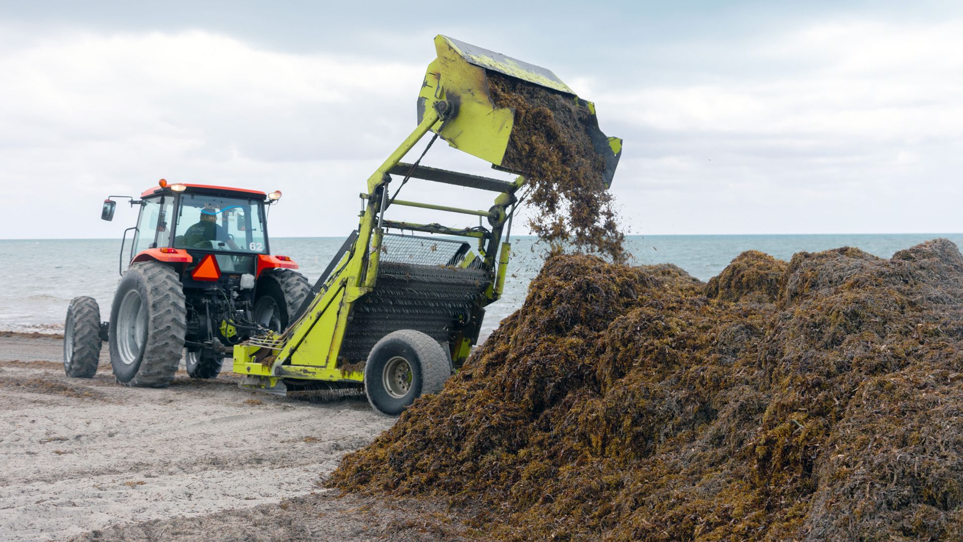 Swaths of sargassum, or seaweed, washed up in Key Biscayne on Thursday, April 24 and was raked into piles to be taken to the landfill.