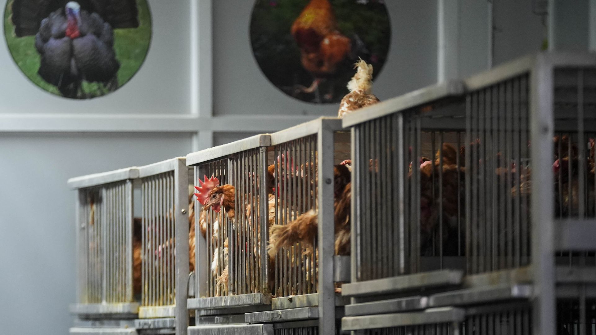 Live poultry market in New York shutdown over bird flu fears.