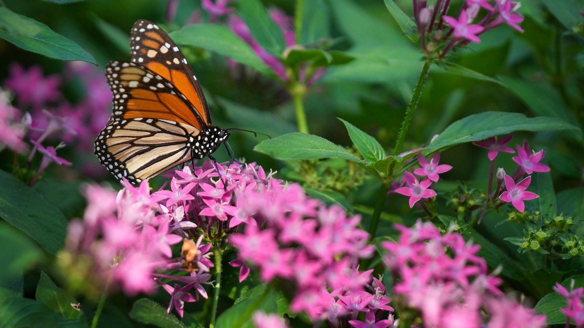 Monarch butterfly with orange and black wings and white spots rests on bright pink pentas flowers amid green leaves.