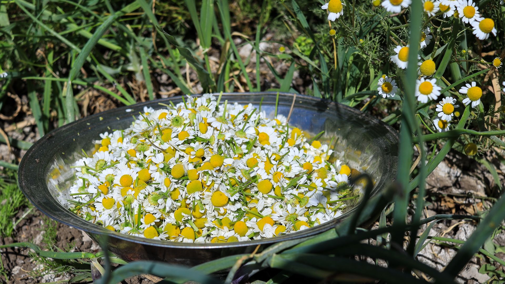 A bowl of recently plucked yellow and white chamomile flowers.