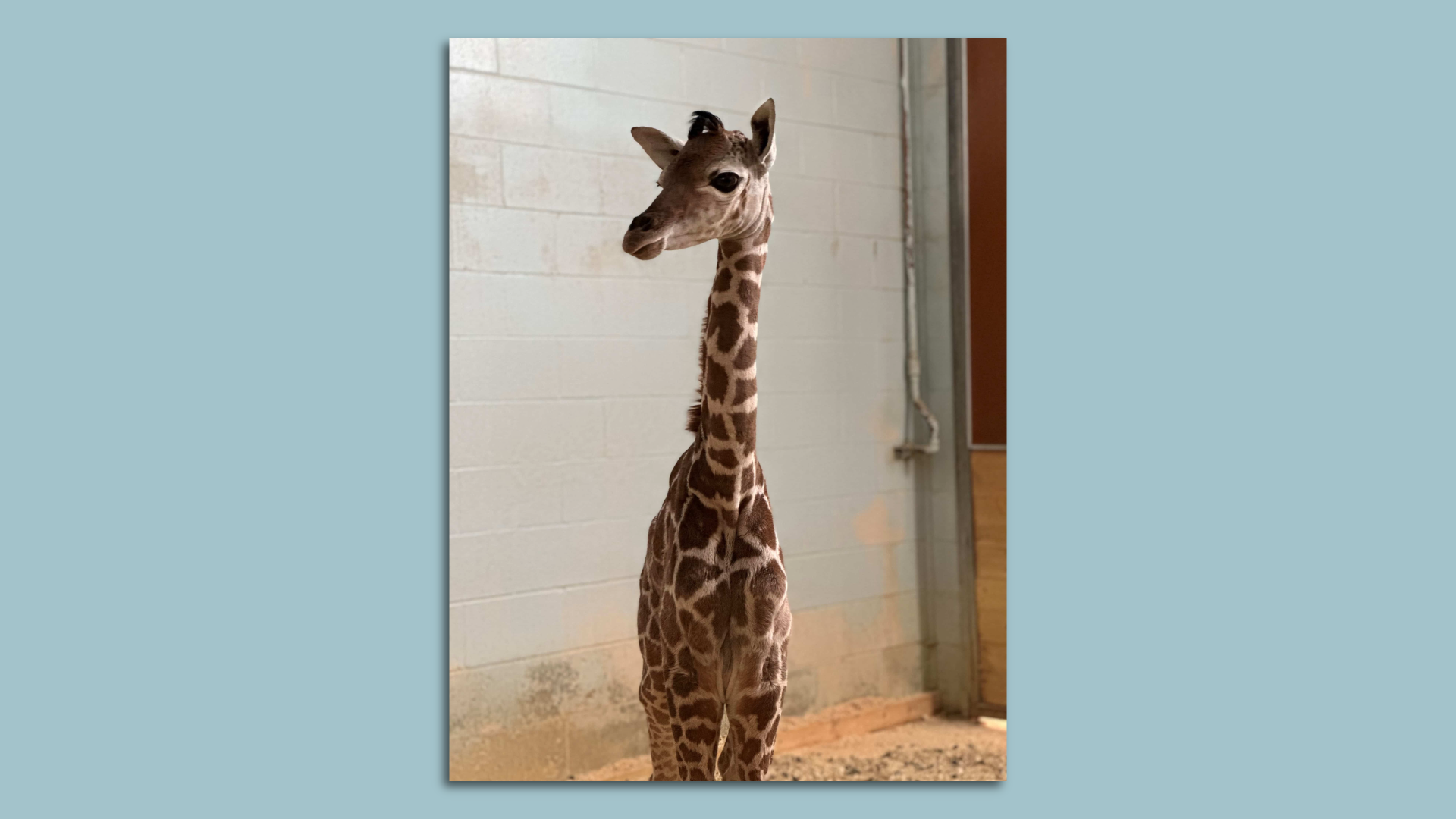 A baby giraffe