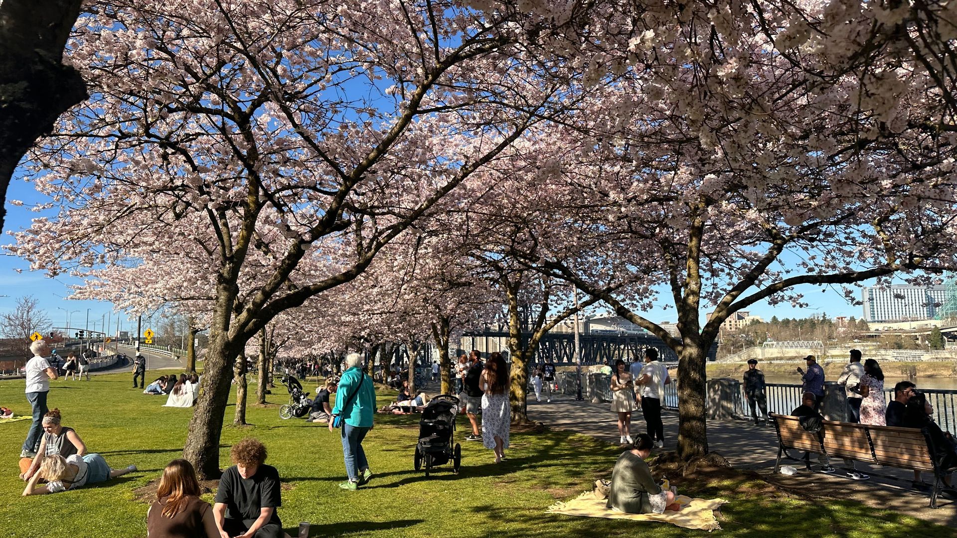 A photo of people sitting beneath cherry blossom trees. 