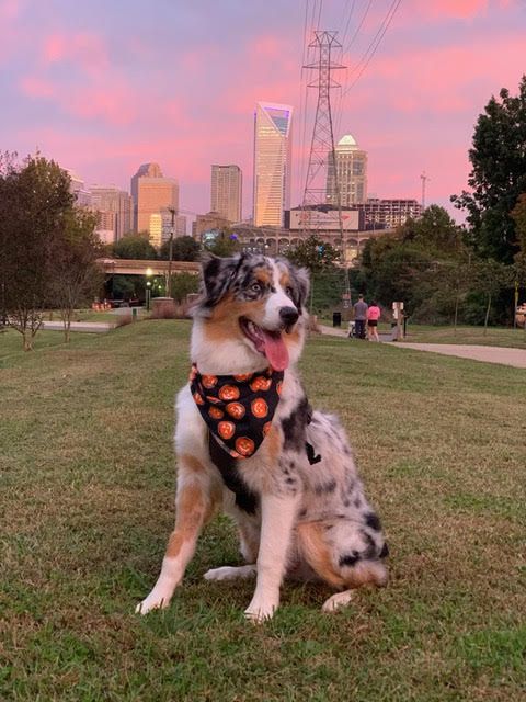 pandemic pet, Charlotte Humane Society, CMPD Animal Care & Control, AC&C pandemic puppy