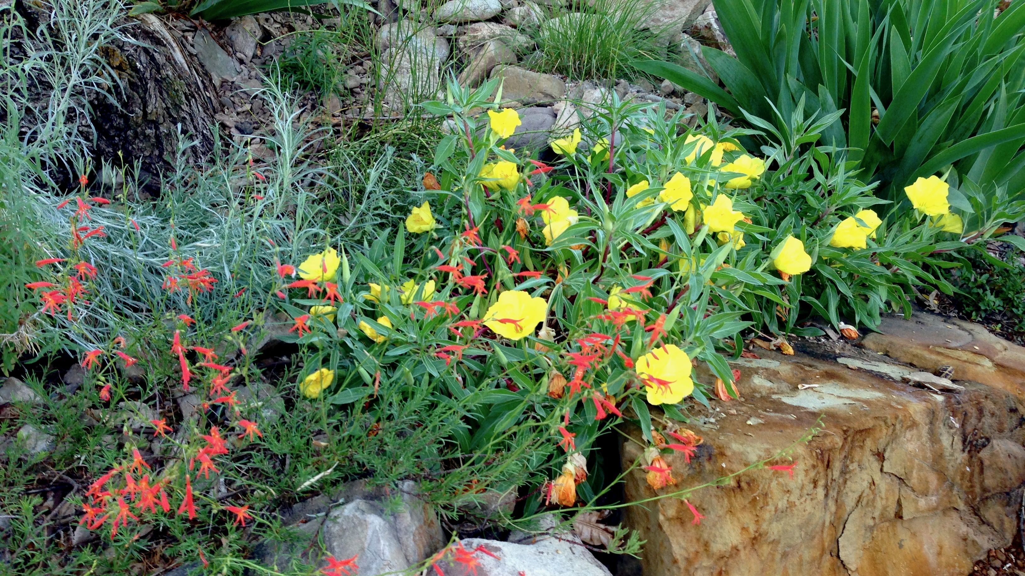 Yellow and red flowers grow in a rock garden.