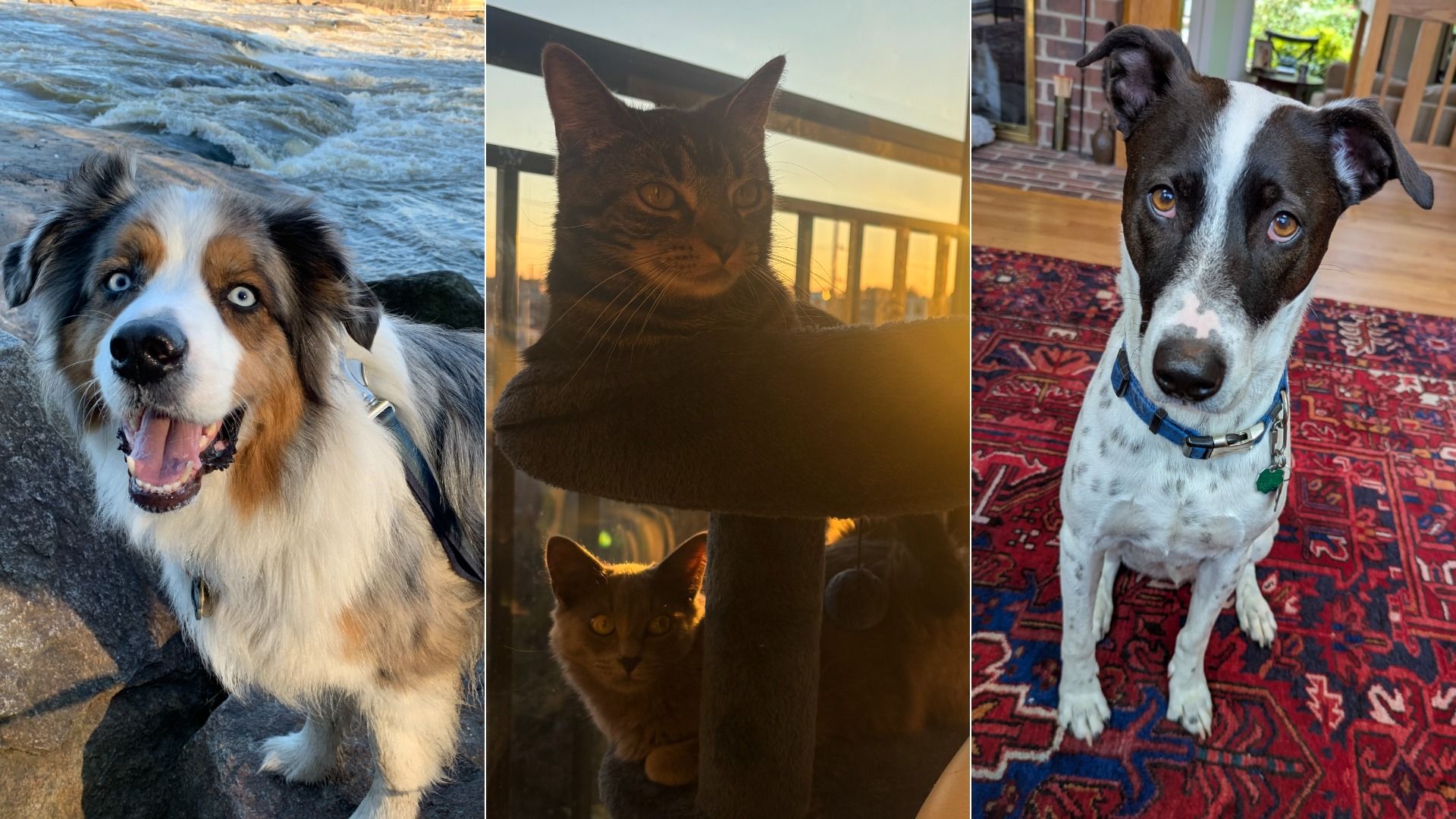 Triptych of pets: a happy Australian Shepherd dog with blue eyes by water, two cats on a cat tree at sunset, and a black-and-white dog with a blue collar sitting on a red rug.