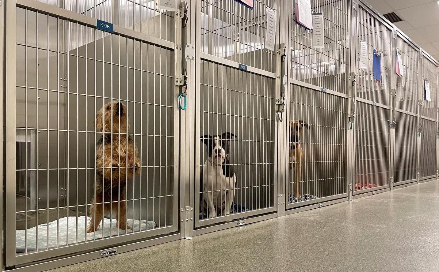 Adoptable dogs sit in cages at the Franklin County Dog Shelter and Adoption Center