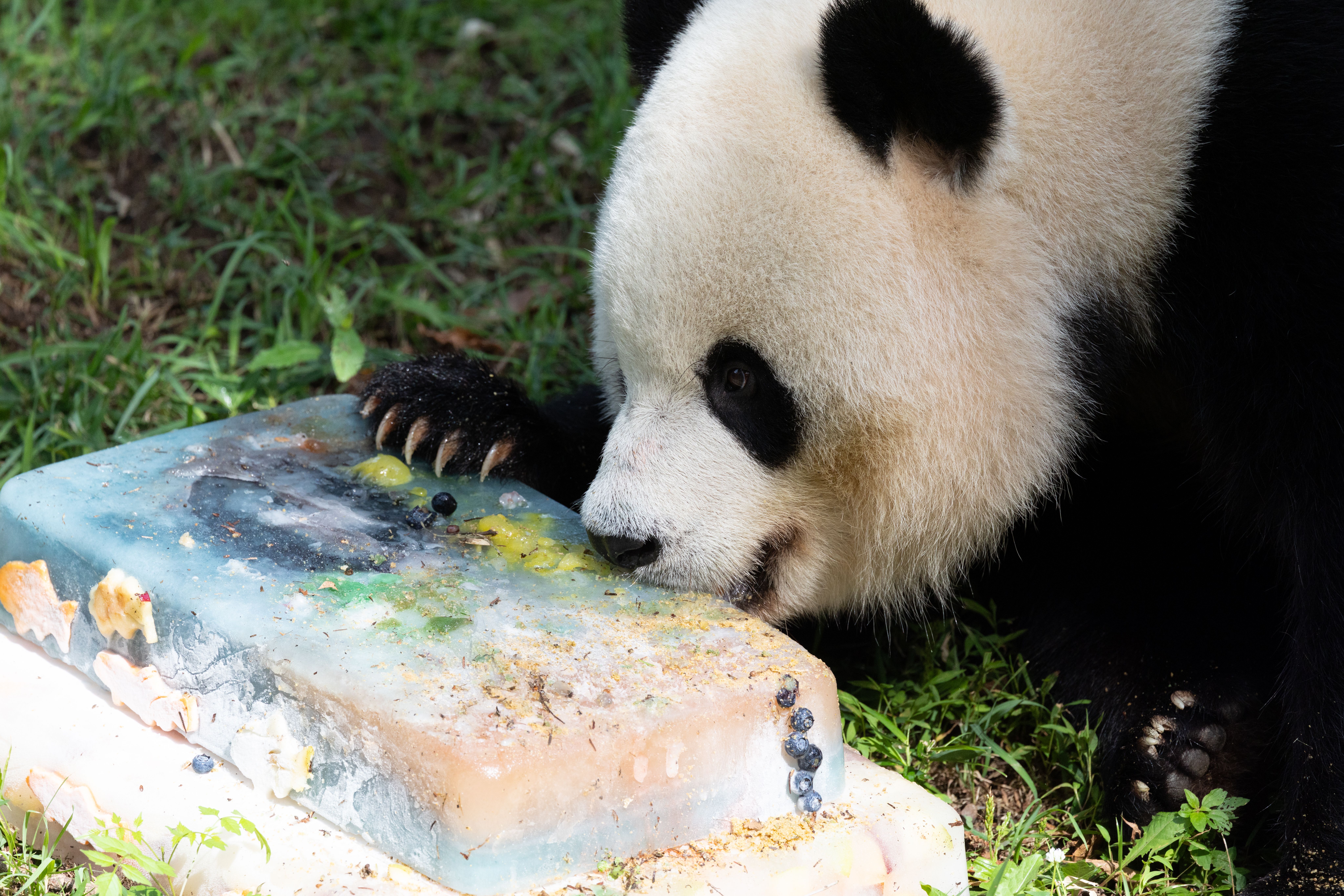 Close-up of a giant panda with black eye patches and beige fur, leaning toward a weathered light-blue tray on grass, nibbling scattered food with its paw near the tray.
