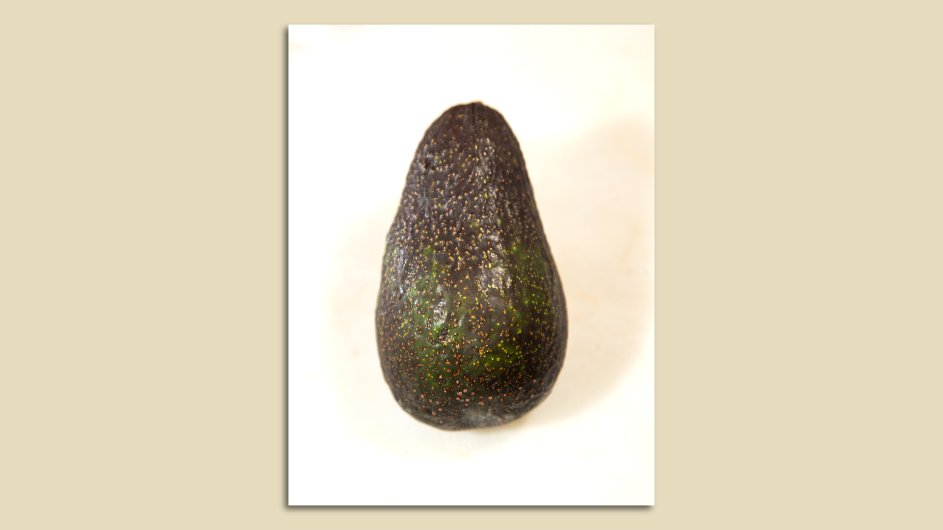 A single avocado -- the Luna.