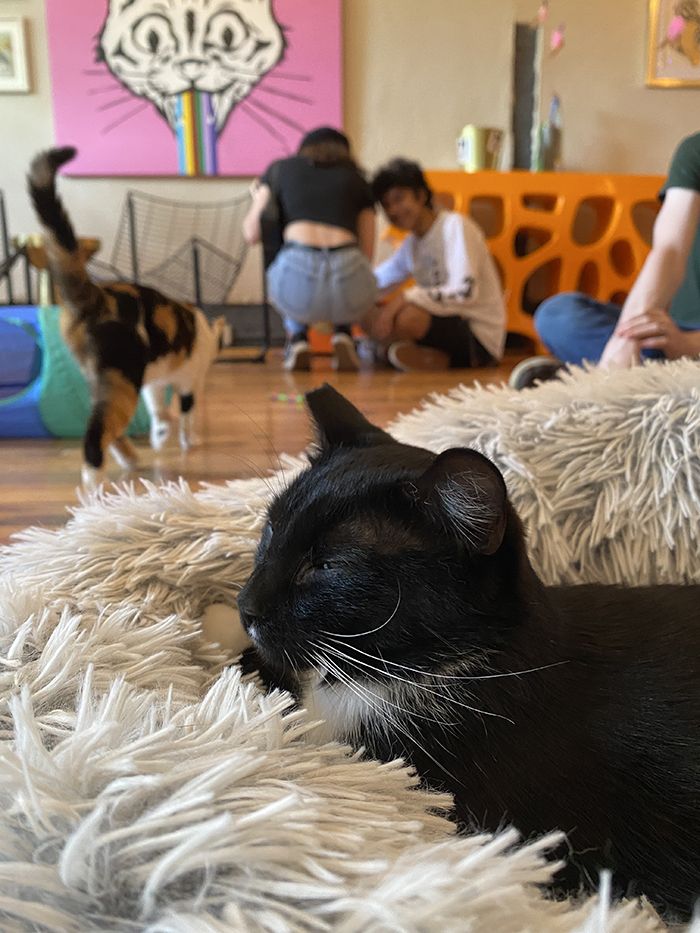 mac tabby cat cafe noda
