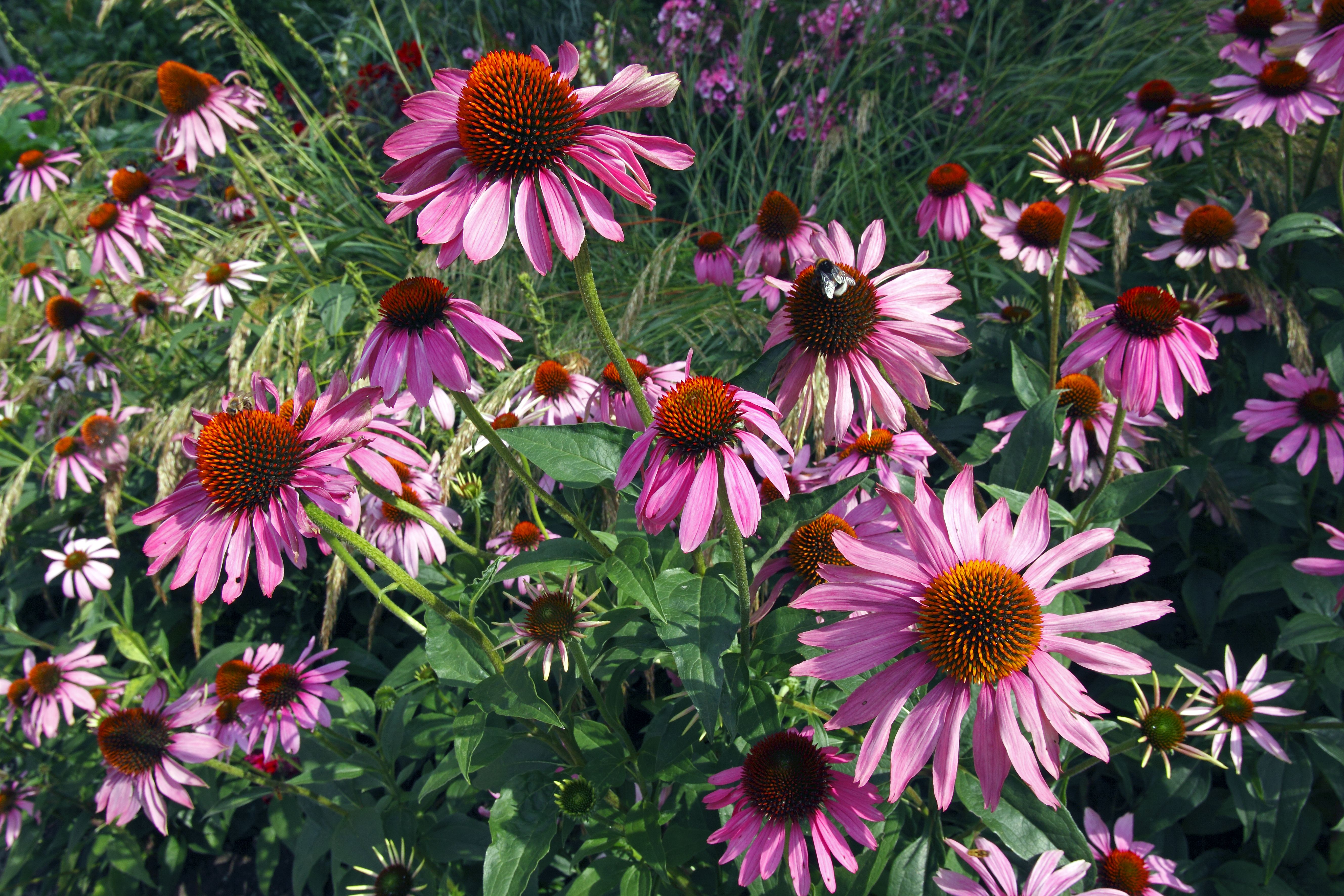 Purple coneflowers