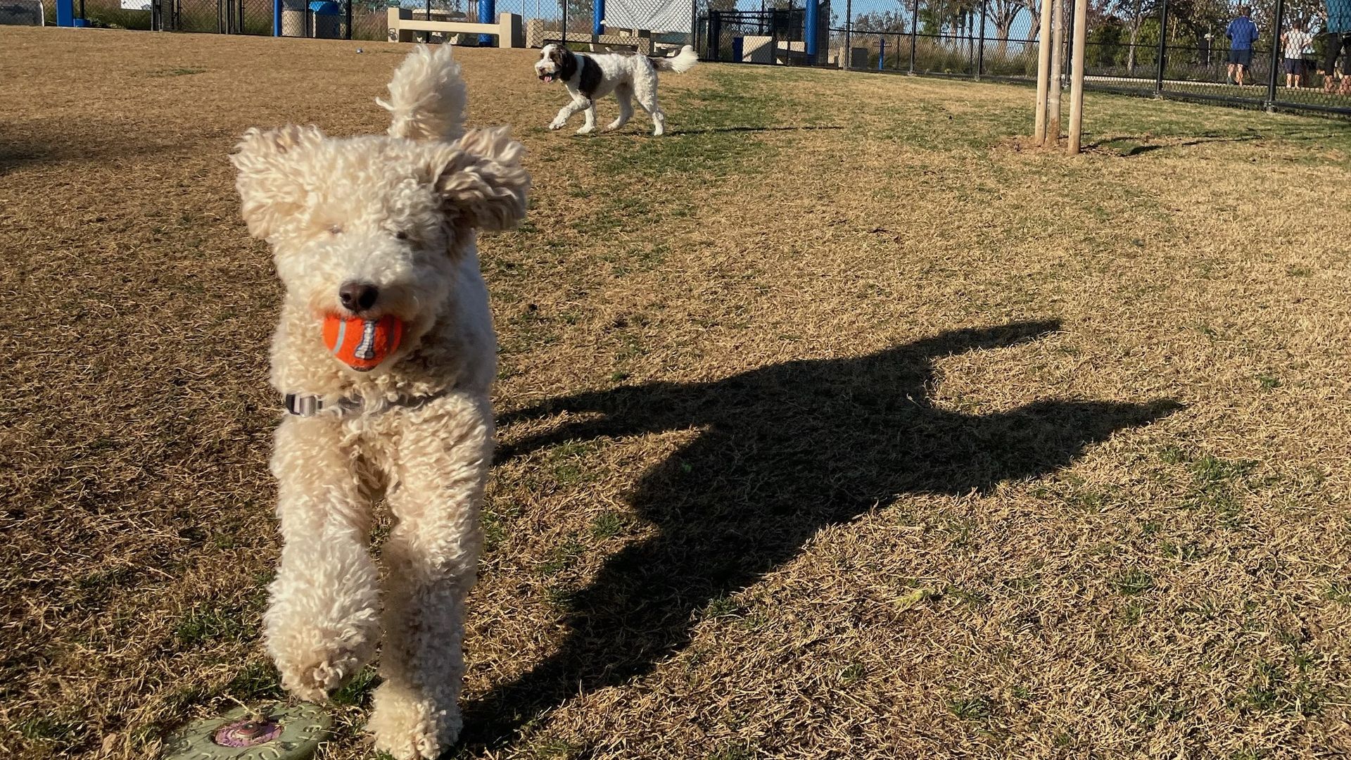 A white mini-goldendoodle puppy holds an orange tennis ball in its mouth while running at a grassy dog park.