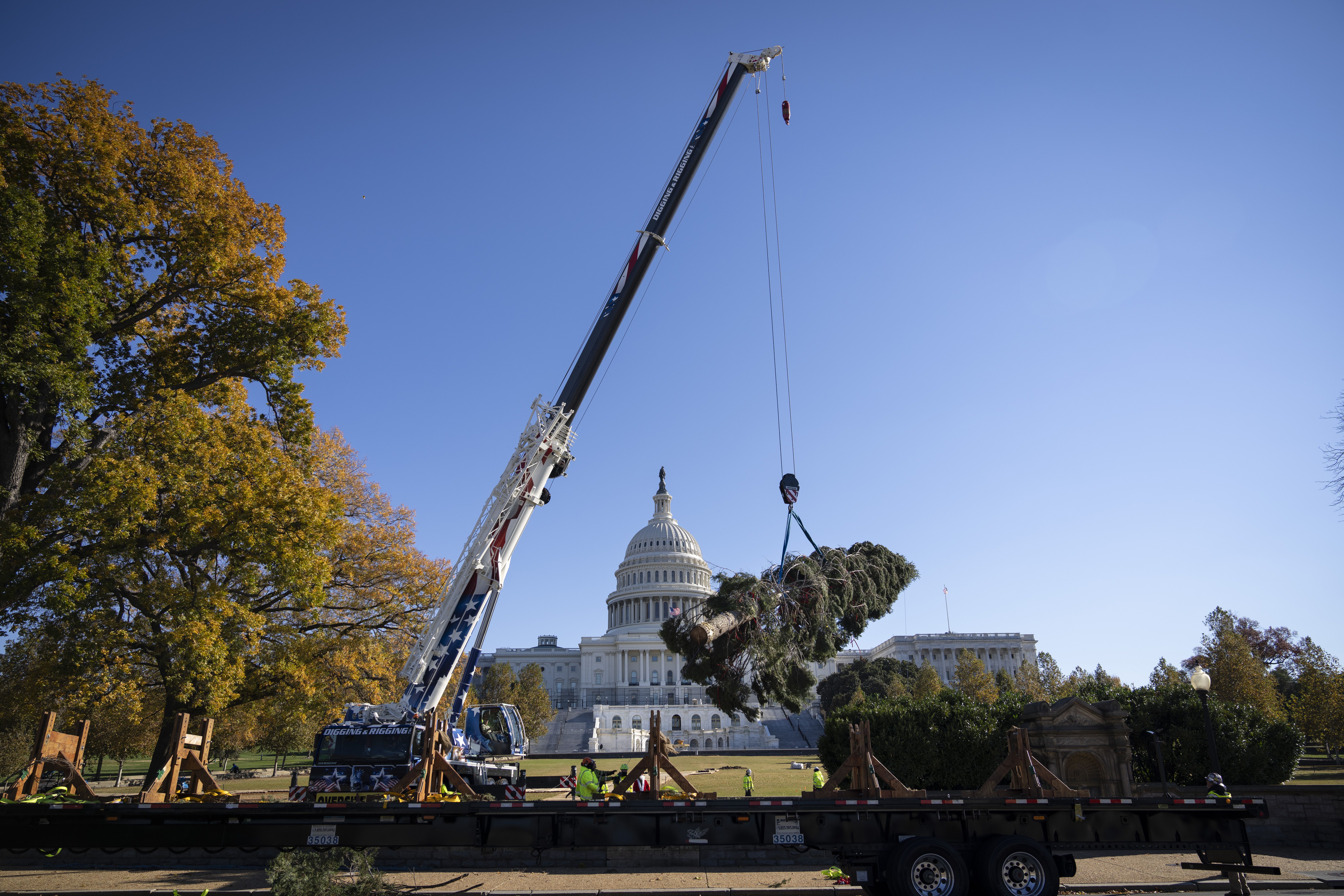 The Capitol Christmas tree is seen being raised into its position for the holiday season.