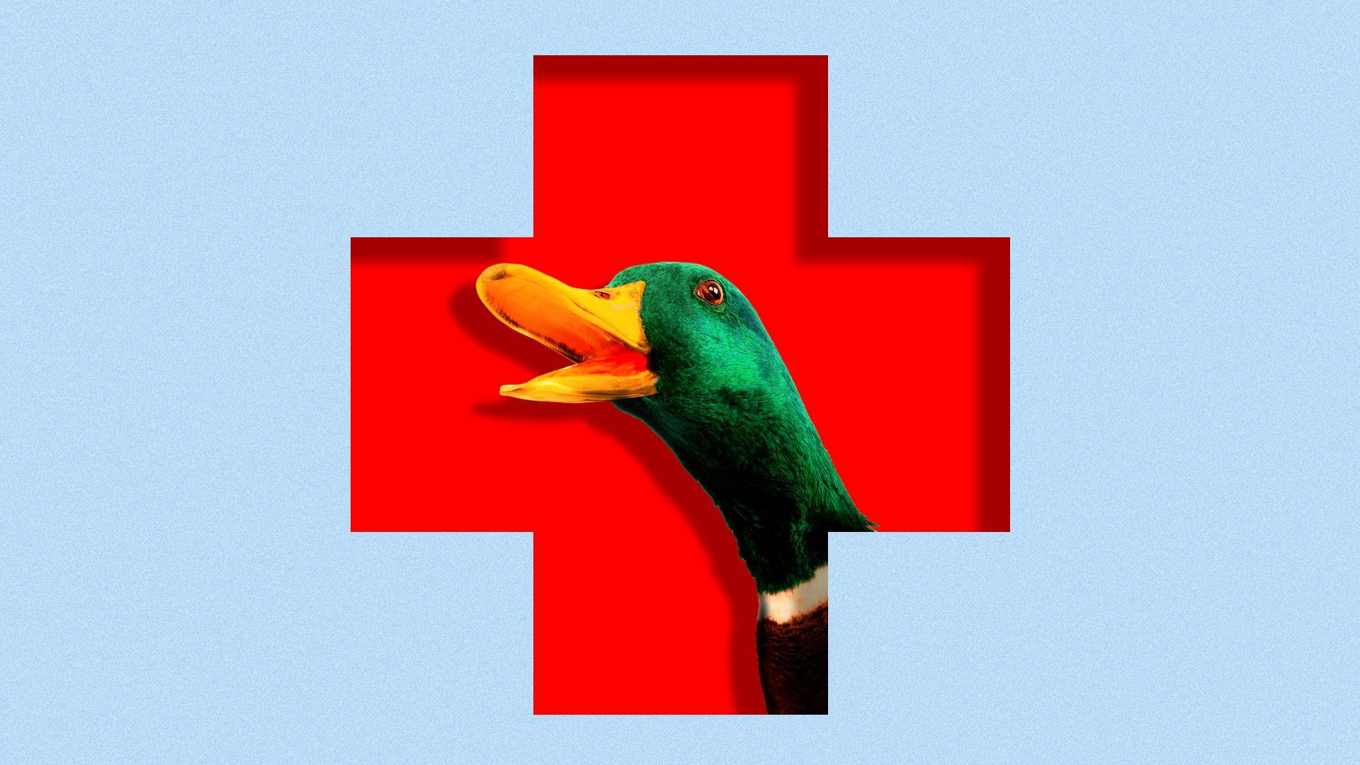 Illustration of red cross shape with a duck peaking out