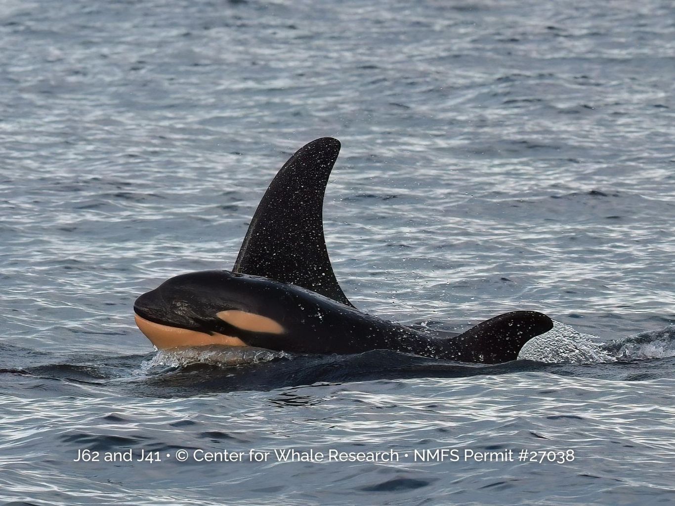 Rare newborn orca calf spotted swimming with pod - Axios Seattle