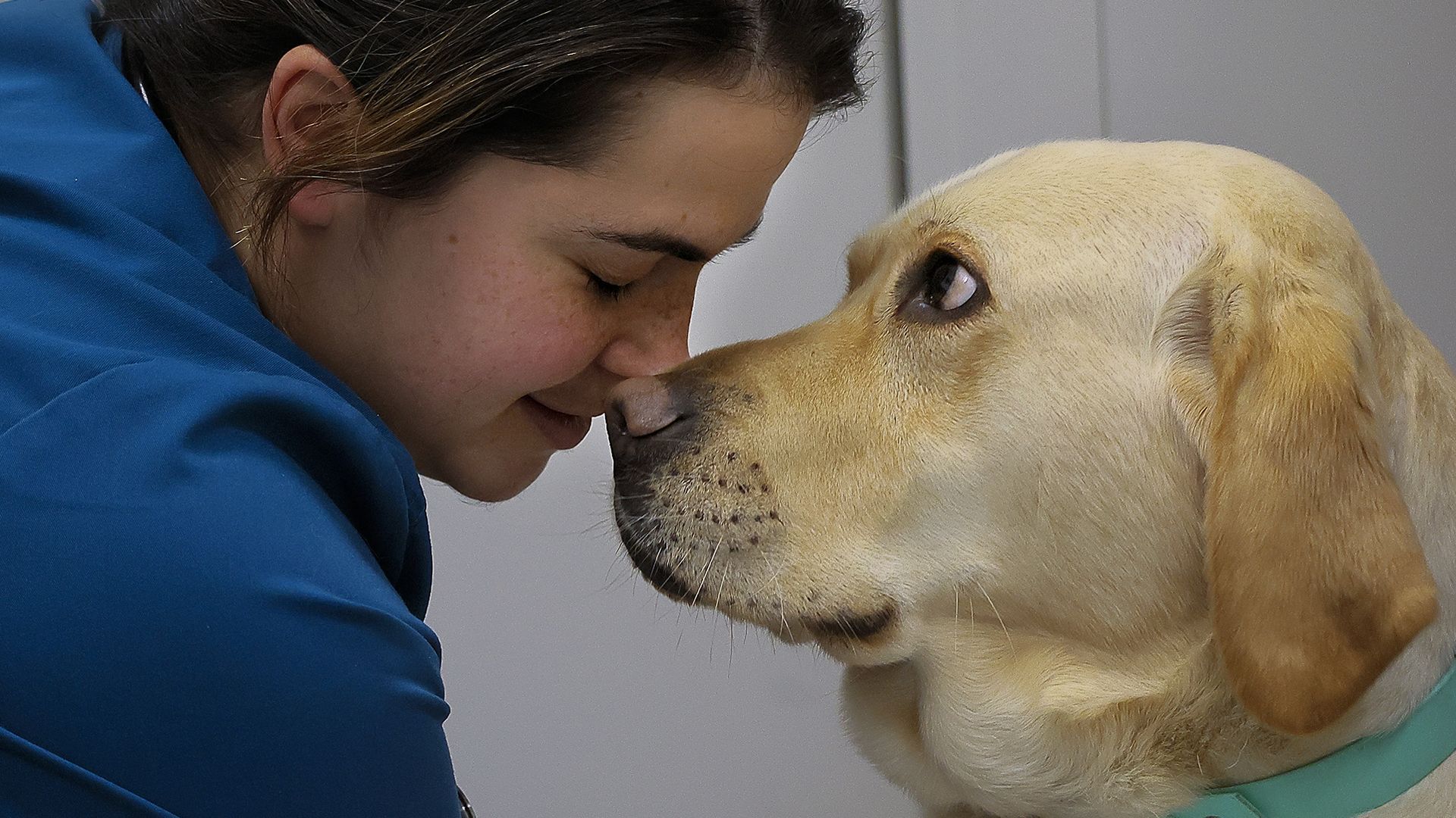 A woman veterinarian in blue scrubs leans in close to nuzzle a golden laborador retriever with yellow fur.