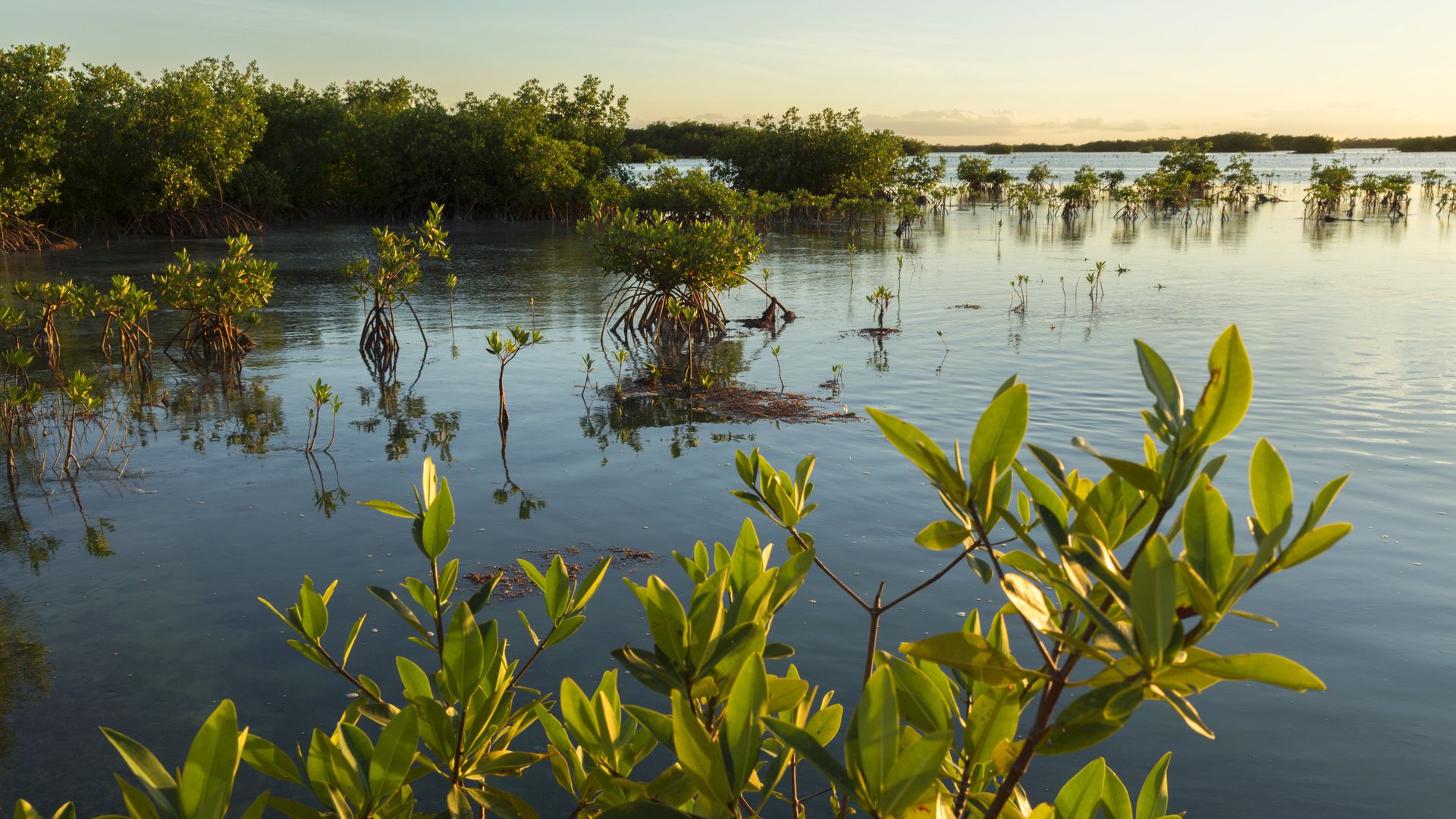 Mangroves on Cayo Coco, province Ciego de Avila, Cuba. Photo by: Prisma by Dukas/UIG via Getty Images