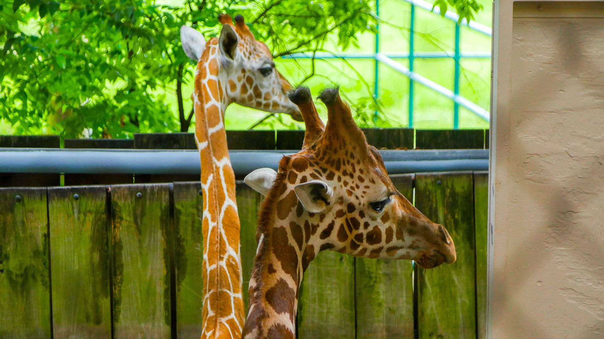 Photo shows two giraffe heads