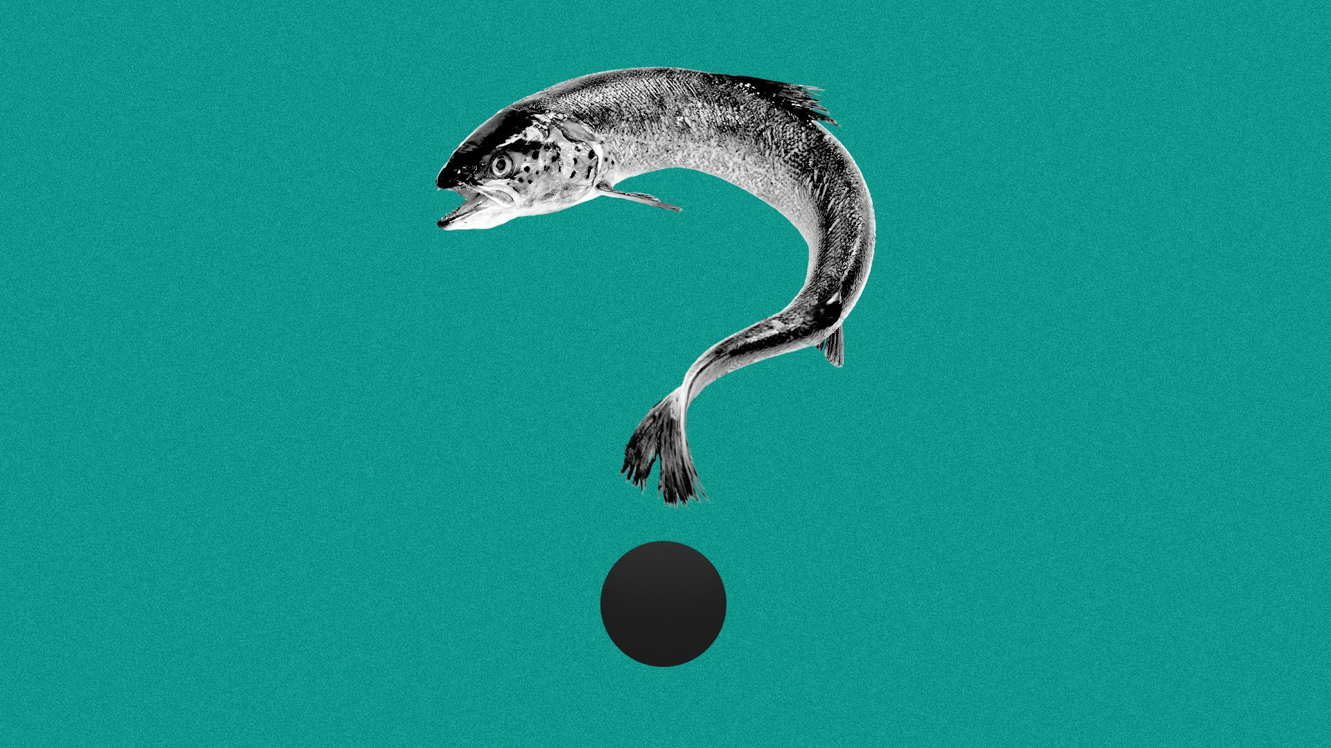 Illustration of a coho salmon in the shape of a question mark.