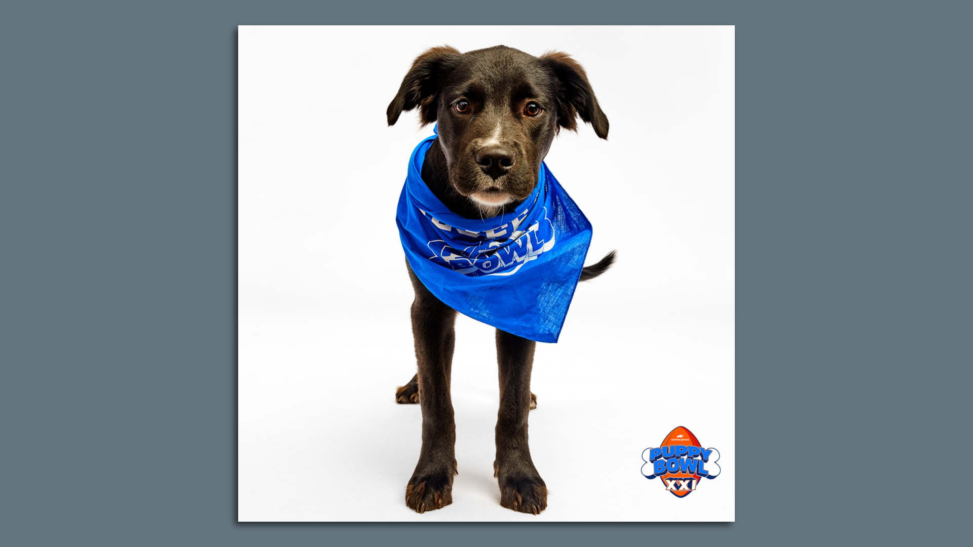 A black dog in a blue bandana.