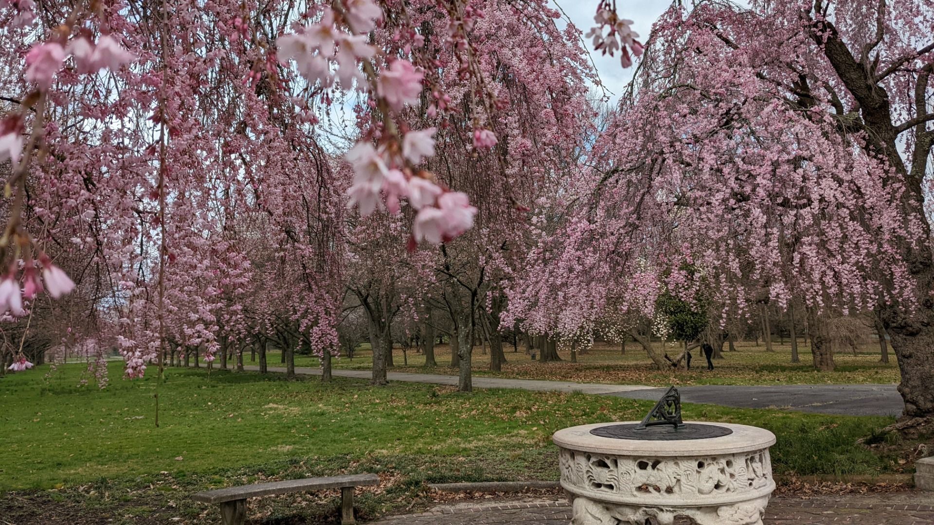 Stone sundial on a carved pedestal in a park with green grass and numerous pink cherry blossom trees with hanging flowers in early spring.