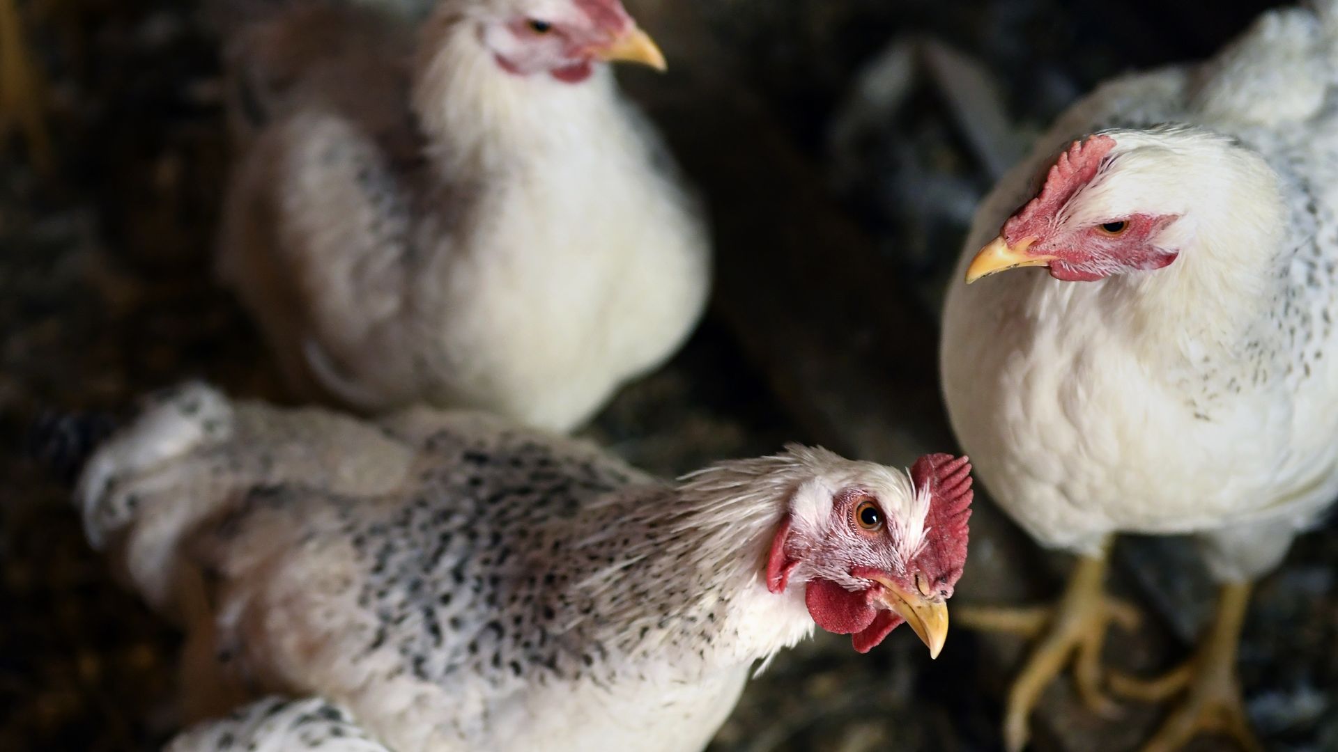 Deadly avian flu resurges in Colorado Axios Denver