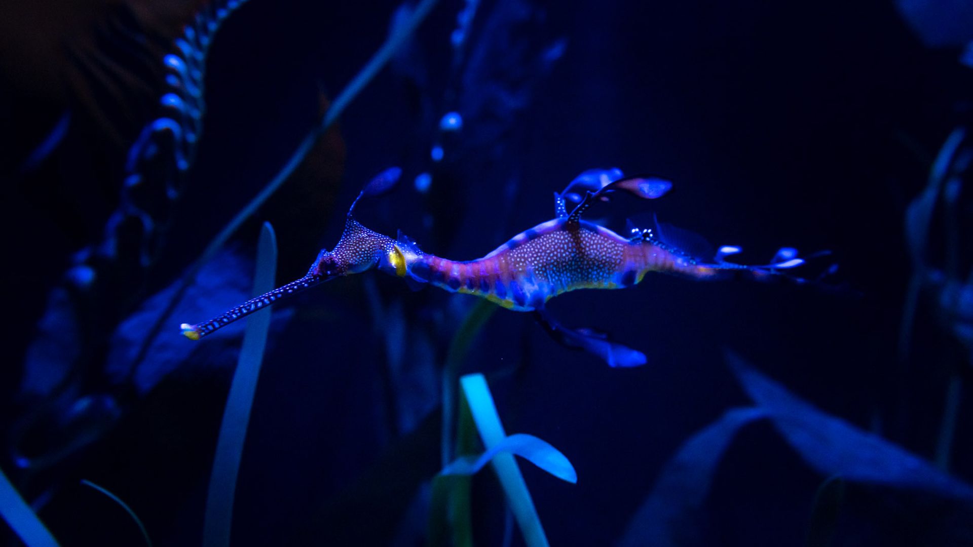 A close-up of a purple and blue weedy sea dragon